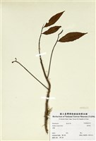 藏品(硃砂根)的圖片